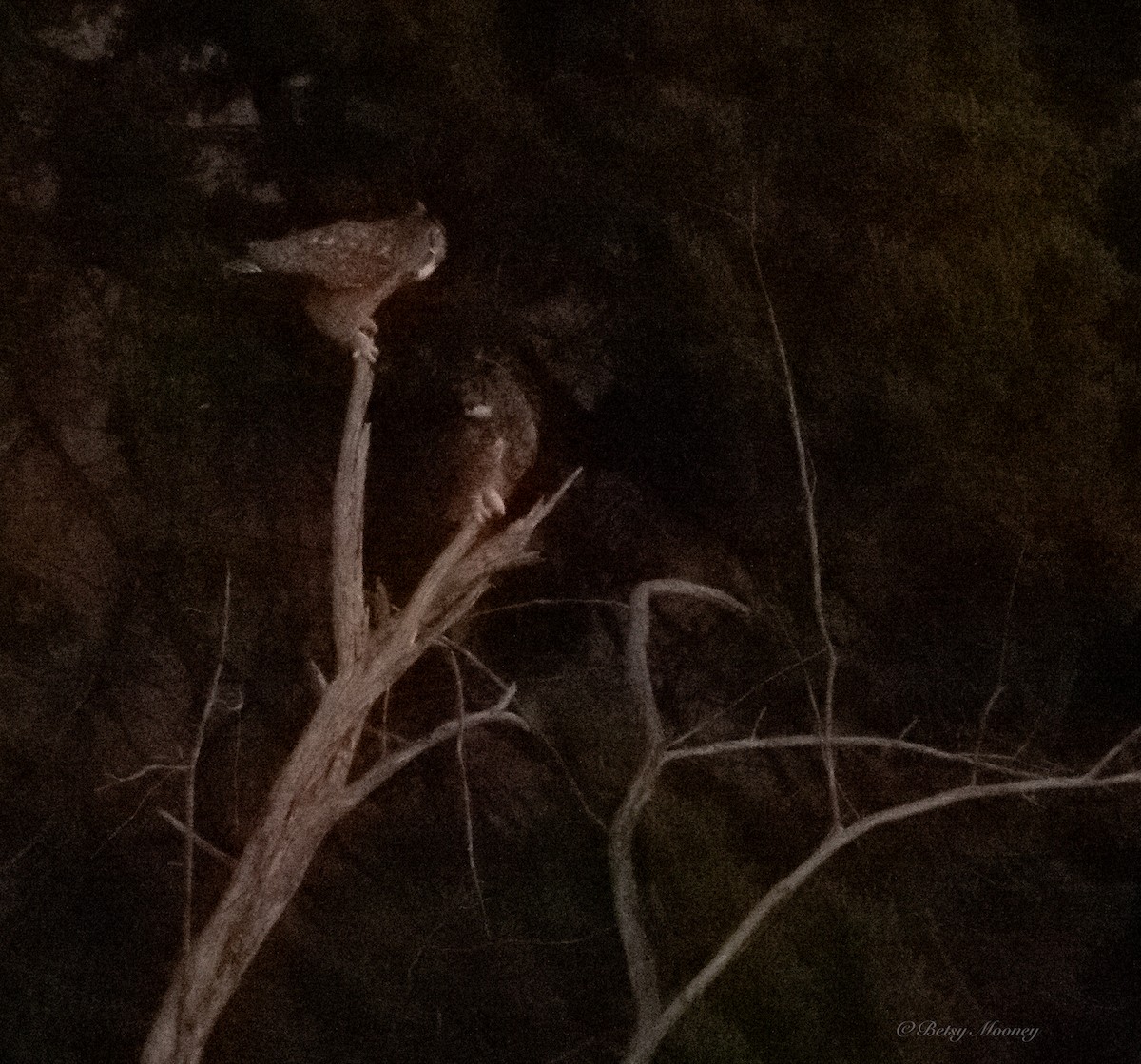 Great Horned Owl - ML643867000