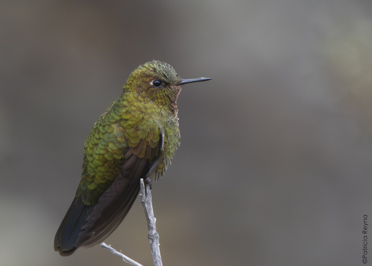 Fire-throated Metaltail - ML643867002