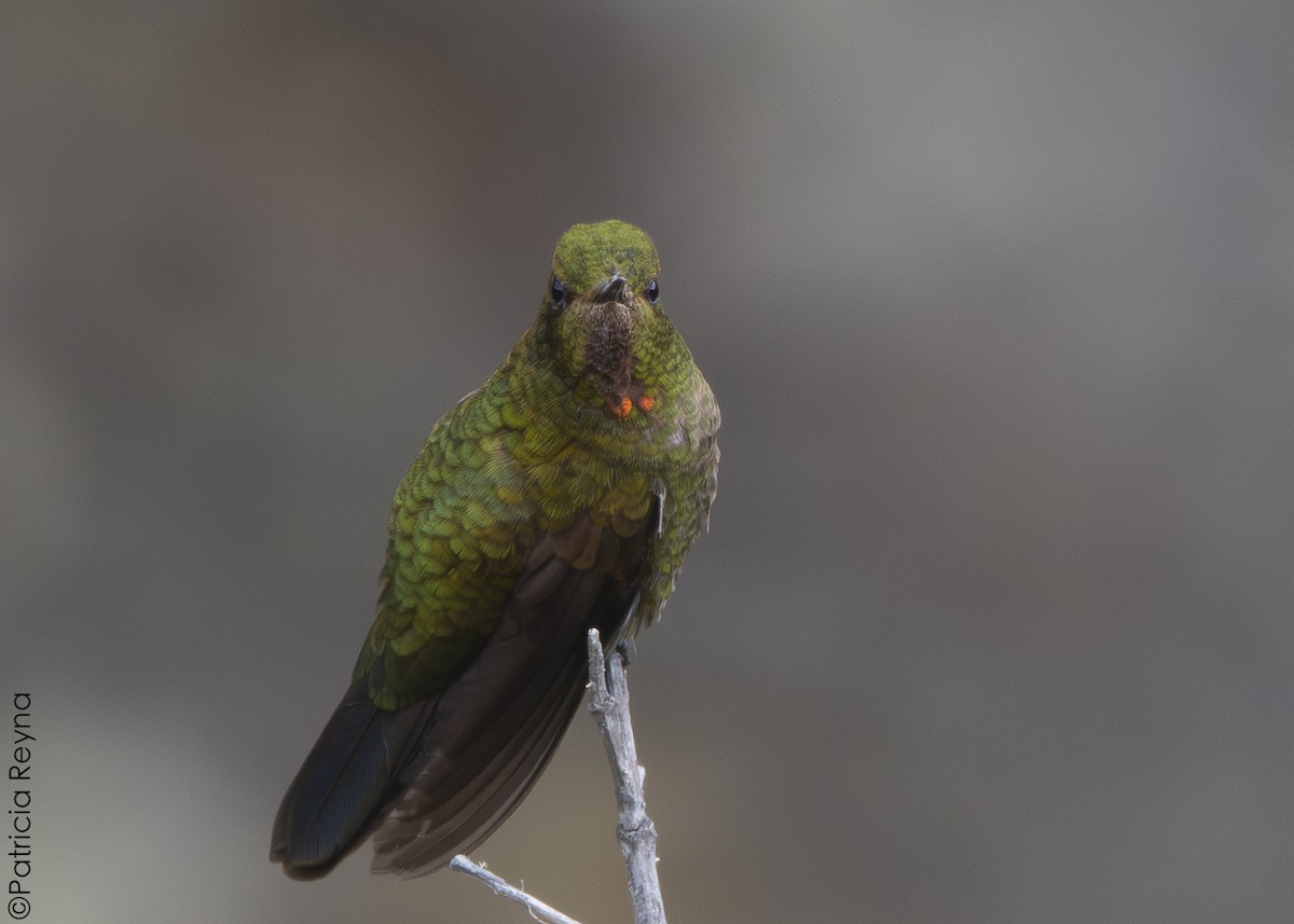 Fire-throated Metaltail - ML643867016