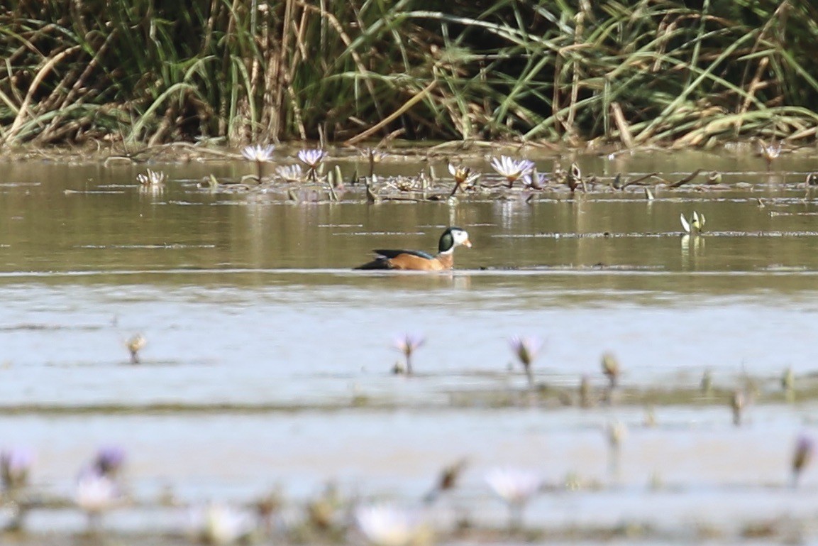 African Pygmy-Goose - ML643867026