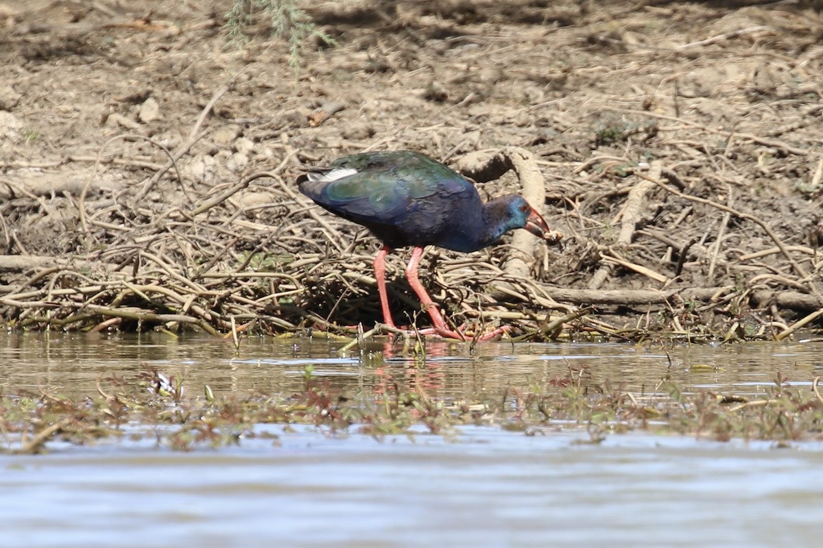 grønnryggsultanhøne - ML643867032