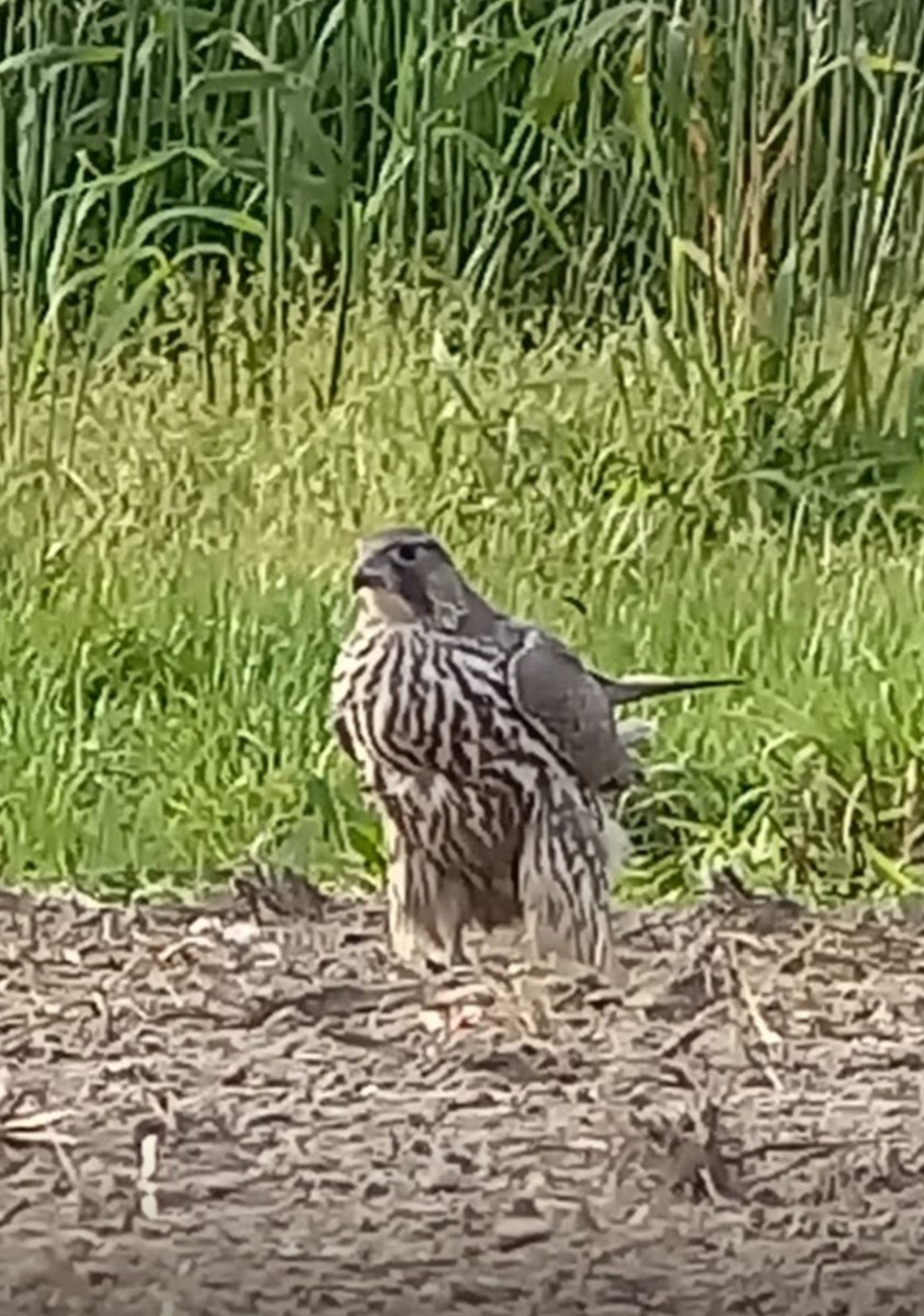 Gerfalke - ML643867035