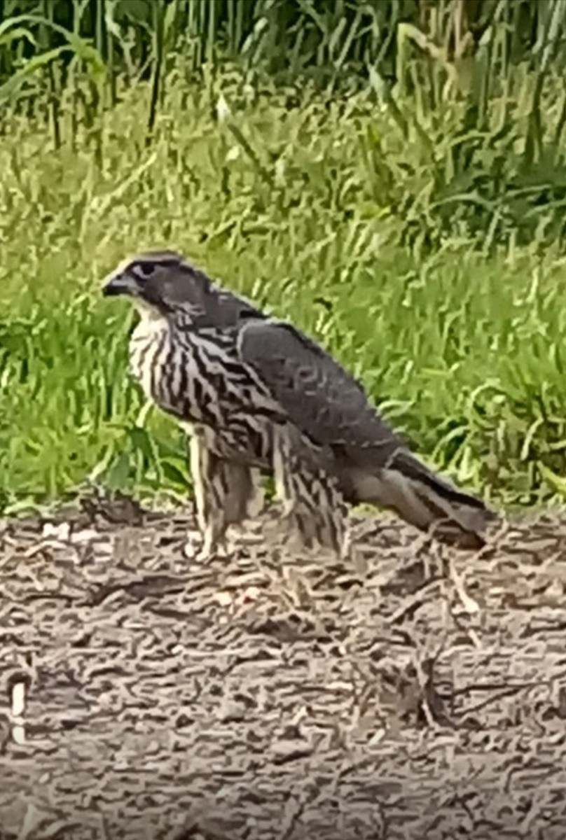 Gerfalke - ML643867036