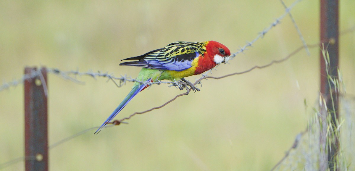 Eastern Rosella - ML643867051