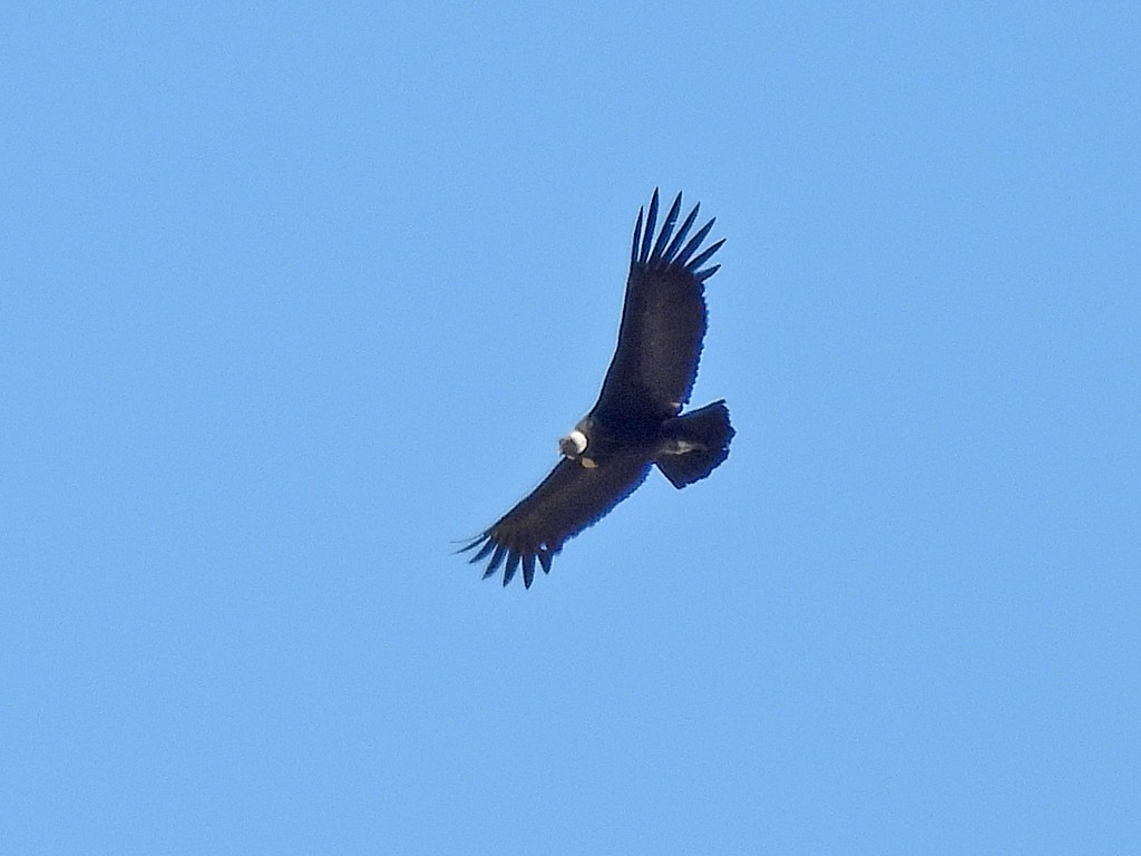 Andean Condor - ML643867052