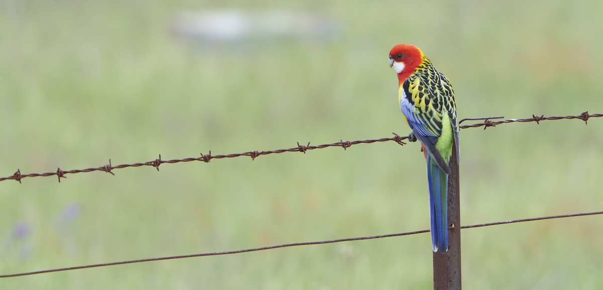 Eastern Rosella - ML643867053