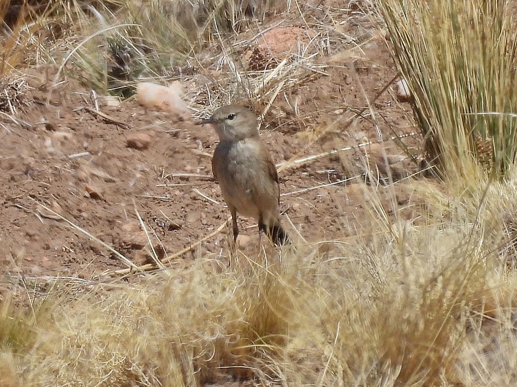 Spot-billed Ground-Tyrant - ML643867057
