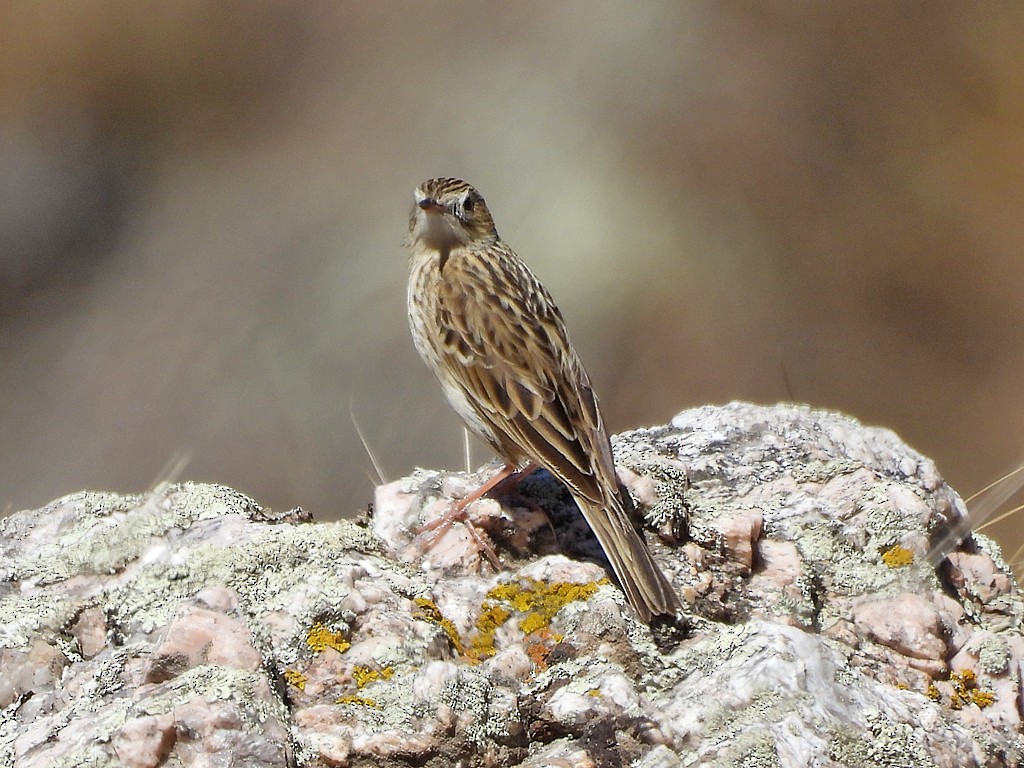 Hellmayr's Pipit - ML643867060