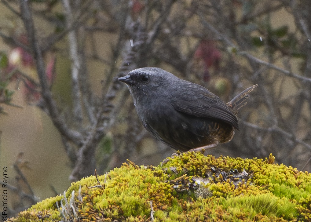 Jalca Tapaculo - ML643867066