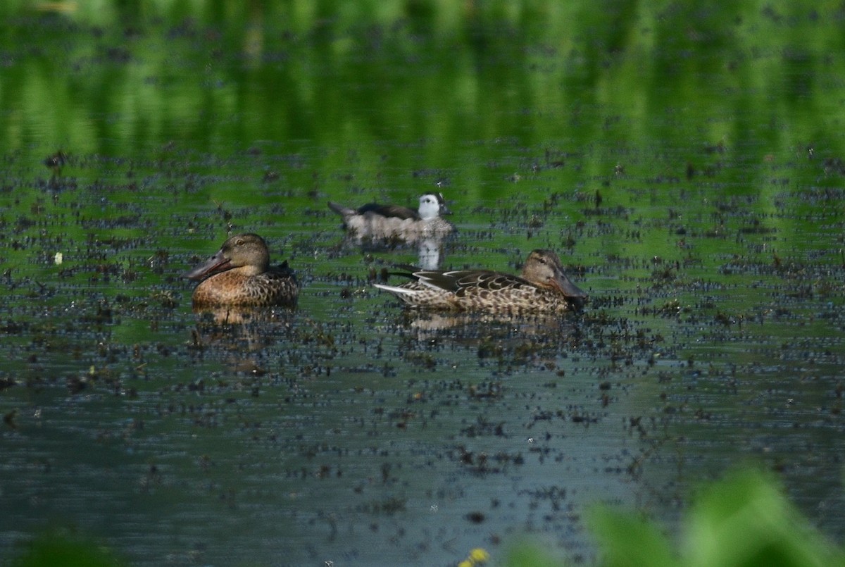 Northern Shoveler - ML643867088