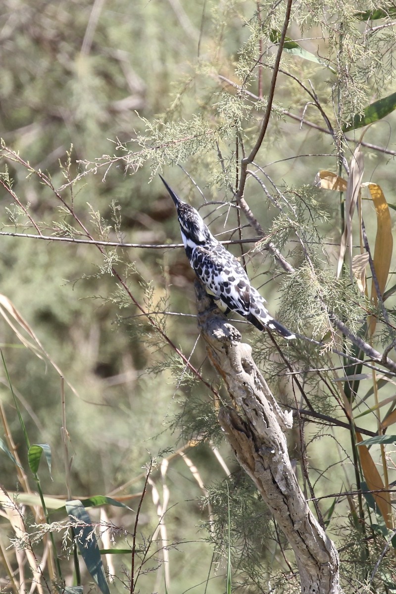 Pied Kingfisher - ML643867089