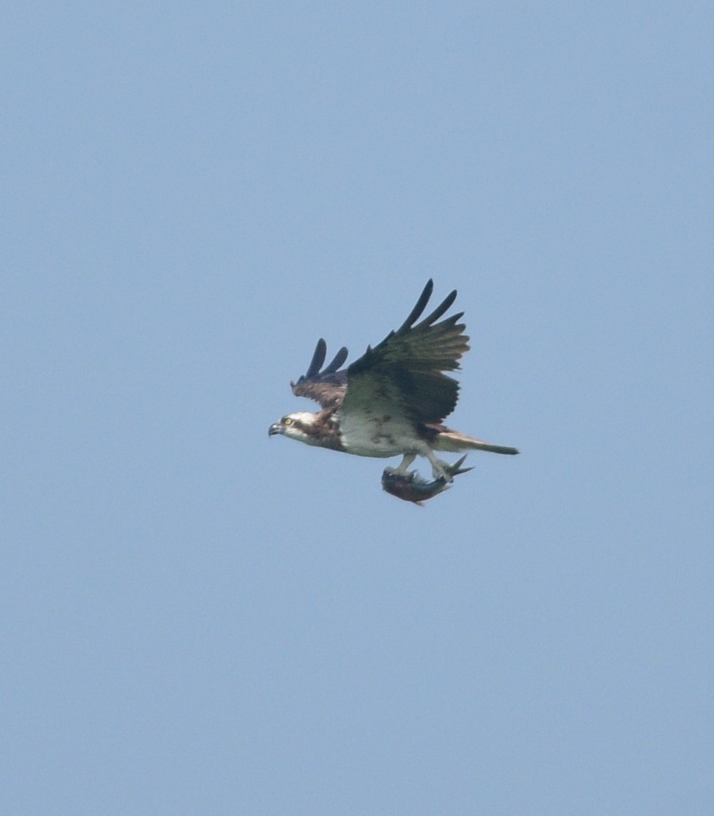 Osprey - ML643867102