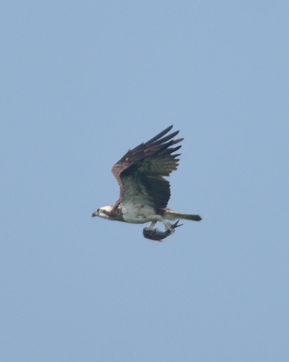 Osprey - ML643867103