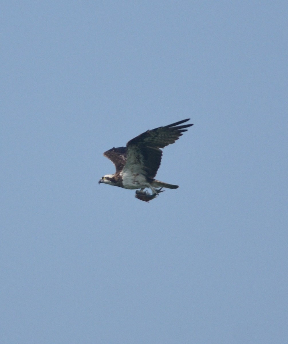 Osprey - ML643867104