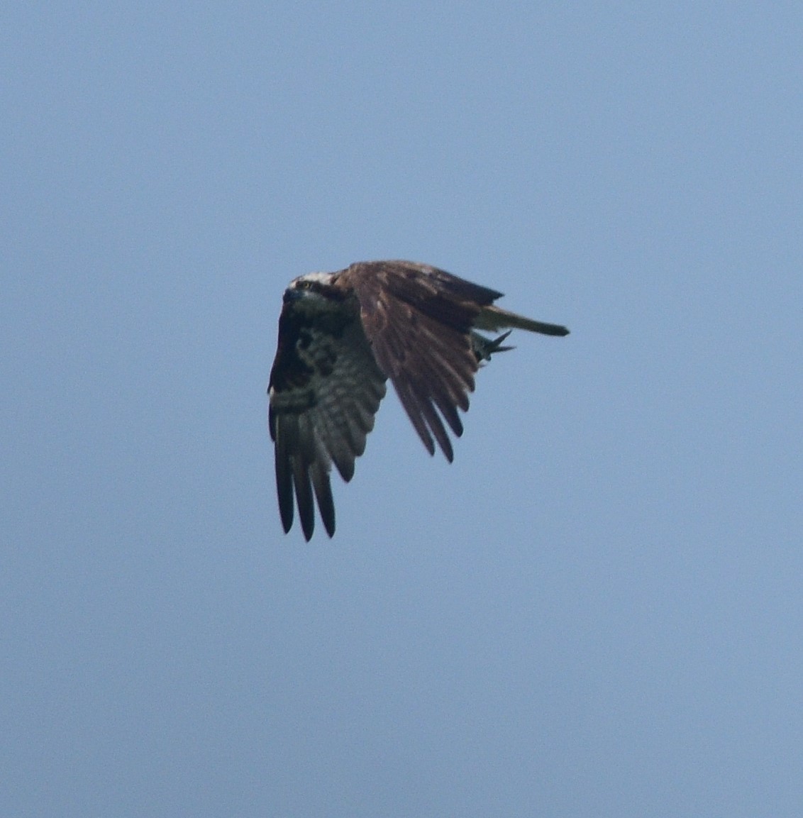 Osprey - ML643867105