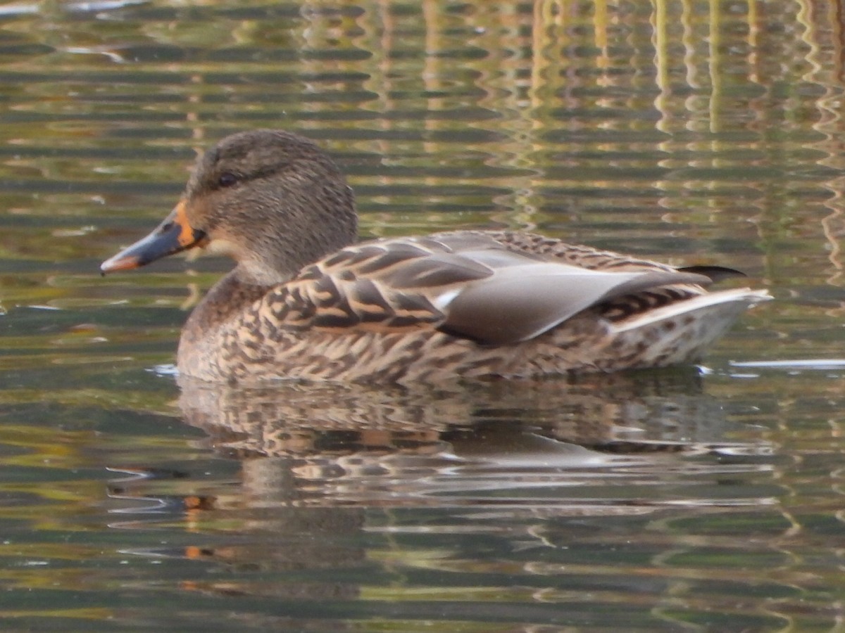 Mallard - ML643867127