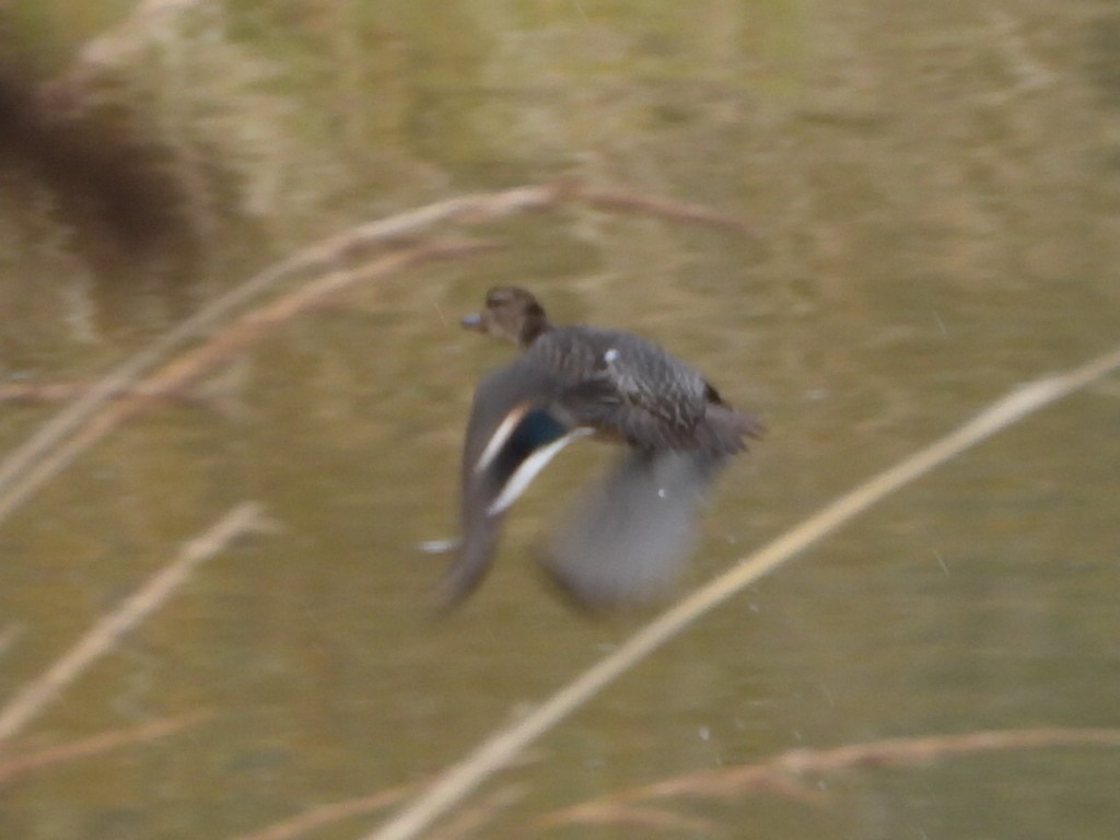 Green-winged Teal - ML643867132