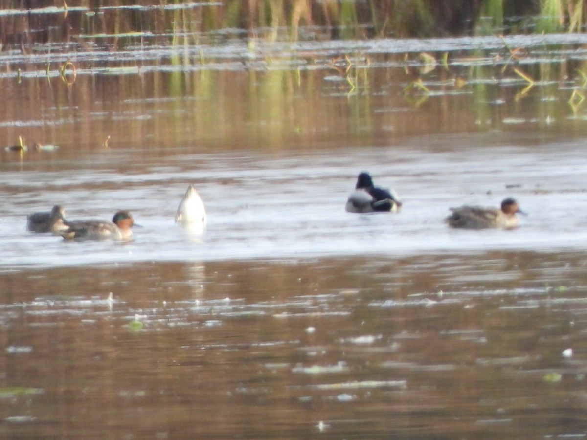 Green-winged Teal - ML643867133