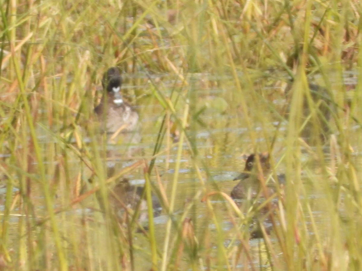 Ring-necked Duck - ML643867135