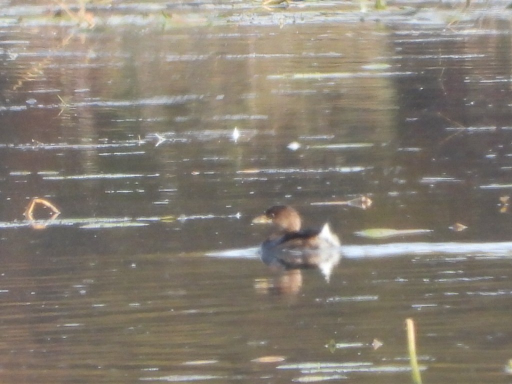 Pied-billed Grebe - ML643867138