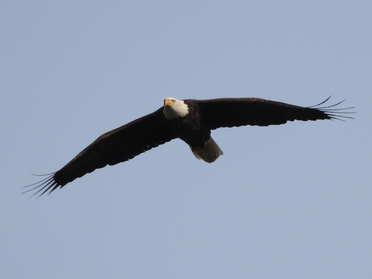 Bald Eagle - ML643867151