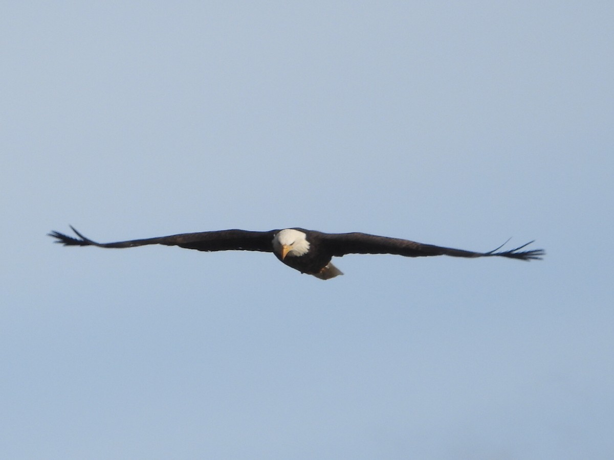 Bald Eagle - ML643867152