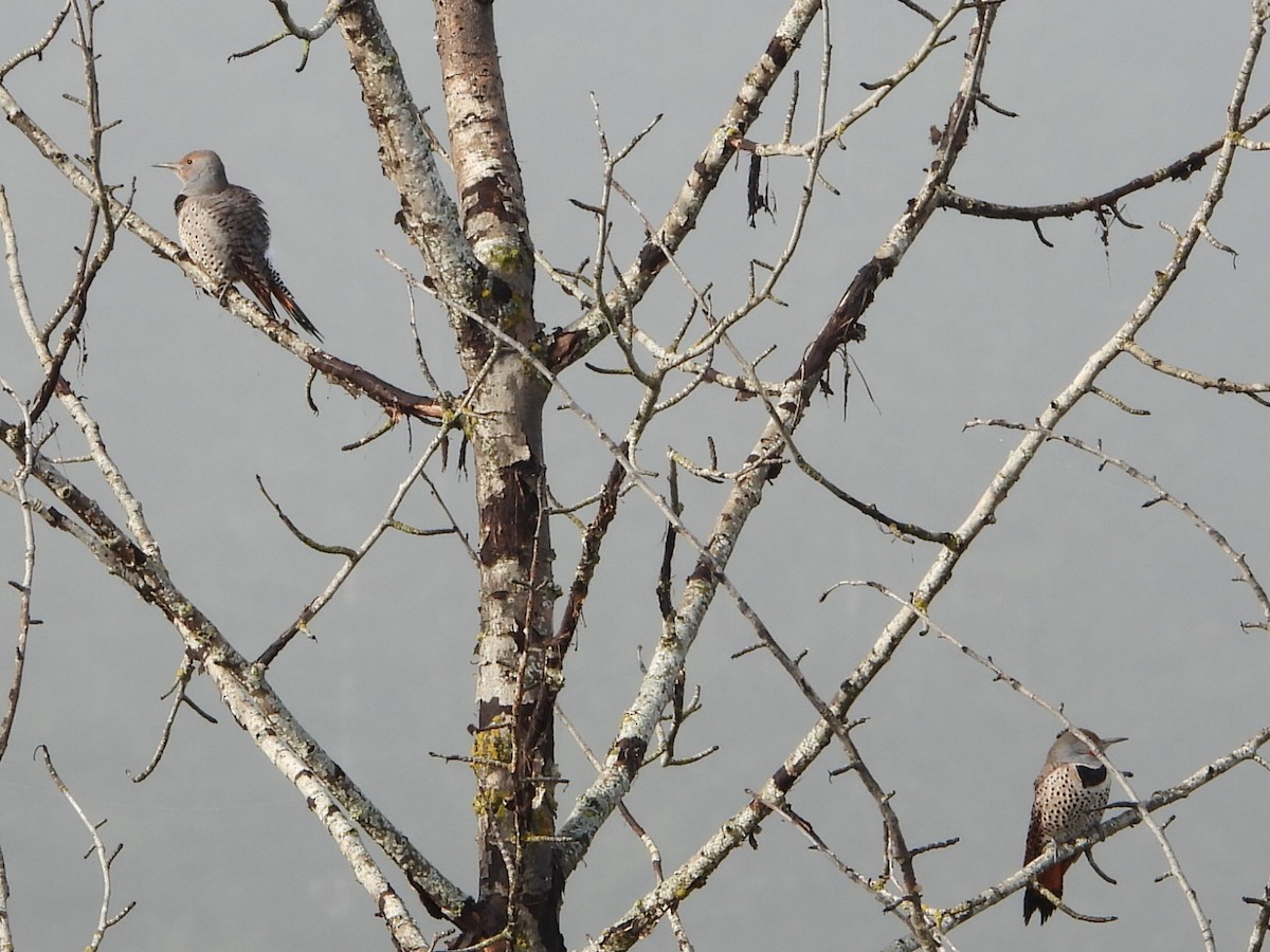 Northern Flicker - ML643867159