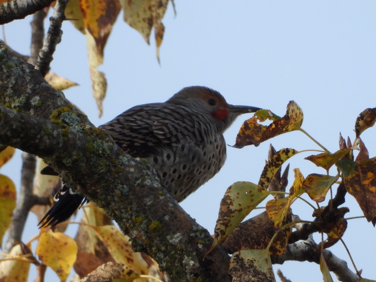 Northern Flicker - ML643867160