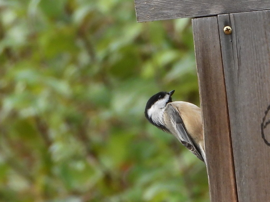 Black-capped Chickadee - ML643867163