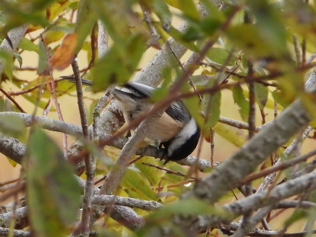 Black-capped Chickadee - ML643867164