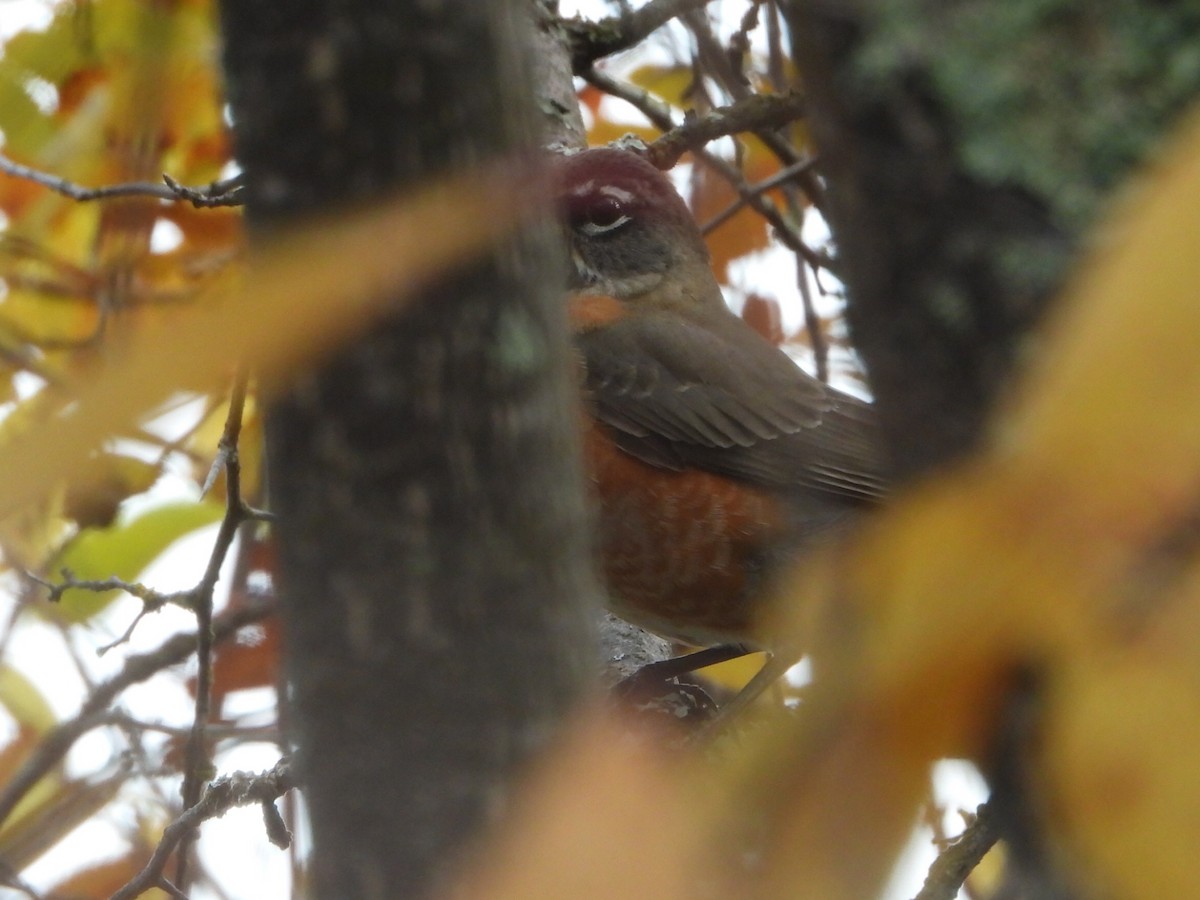 American Robin - ML643867169