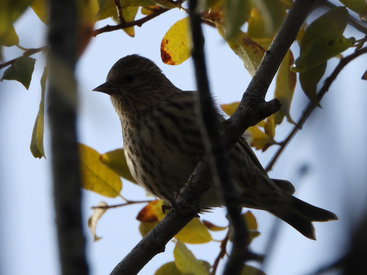 Pine Siskin - ML643867177