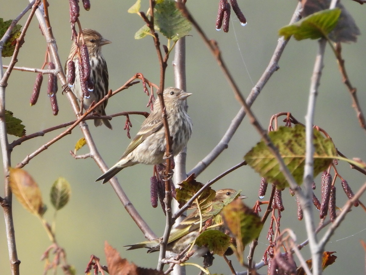 Pine Siskin - ML643867178