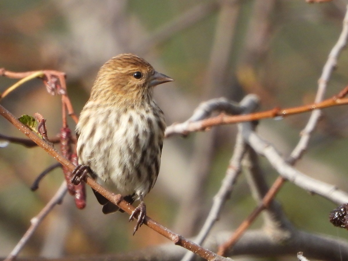 Pine Siskin - ML643867179