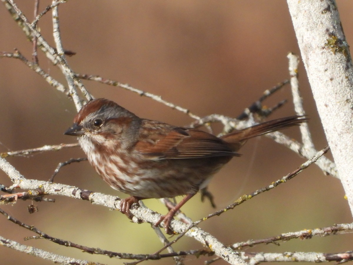 Song Sparrow - ML643867182