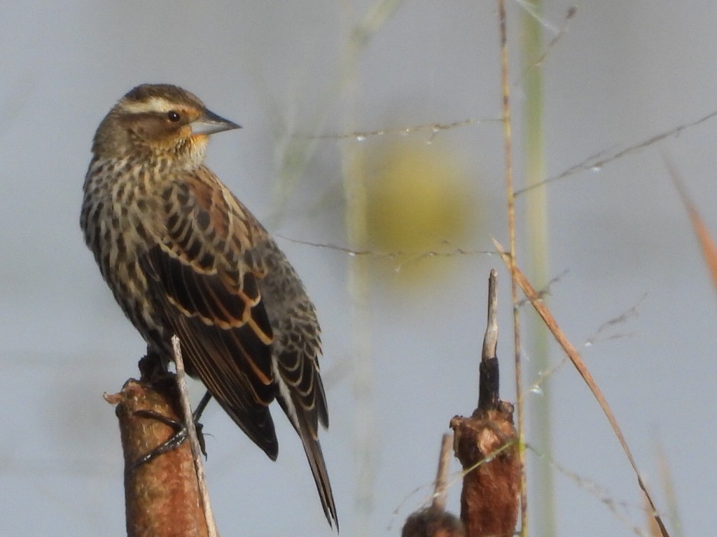 Red-winged Blackbird - ML643867185