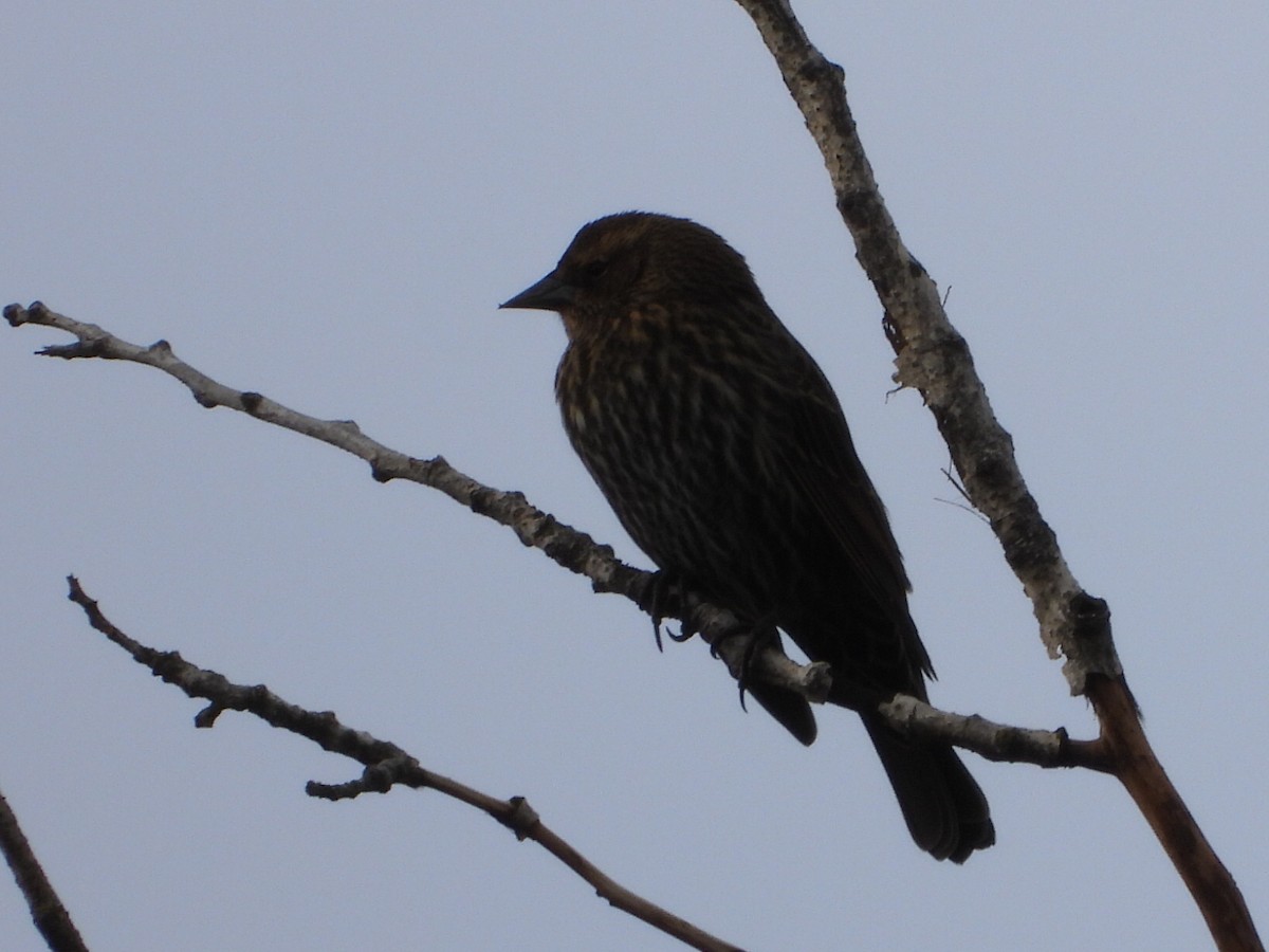 Red-winged Blackbird - ML643867186