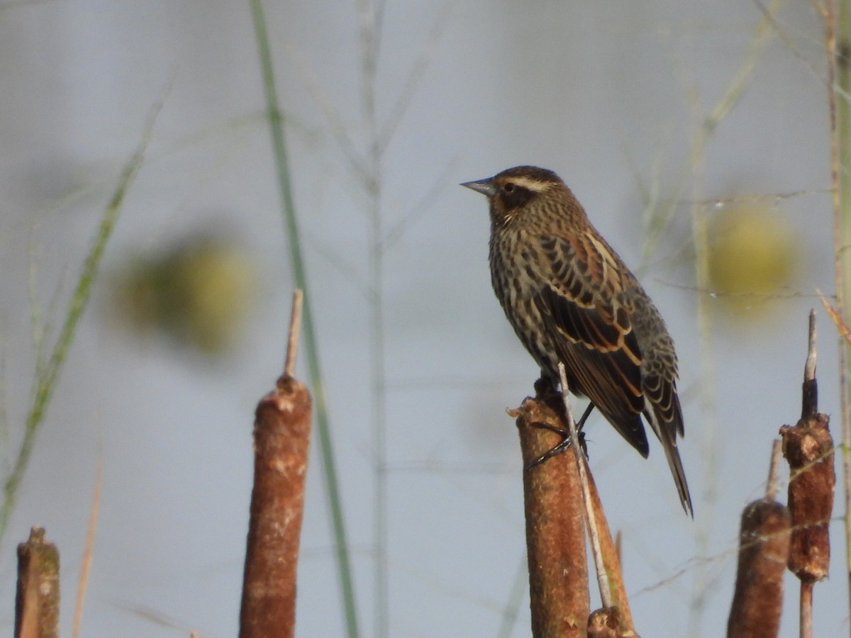 Red-winged Blackbird - ML643867187