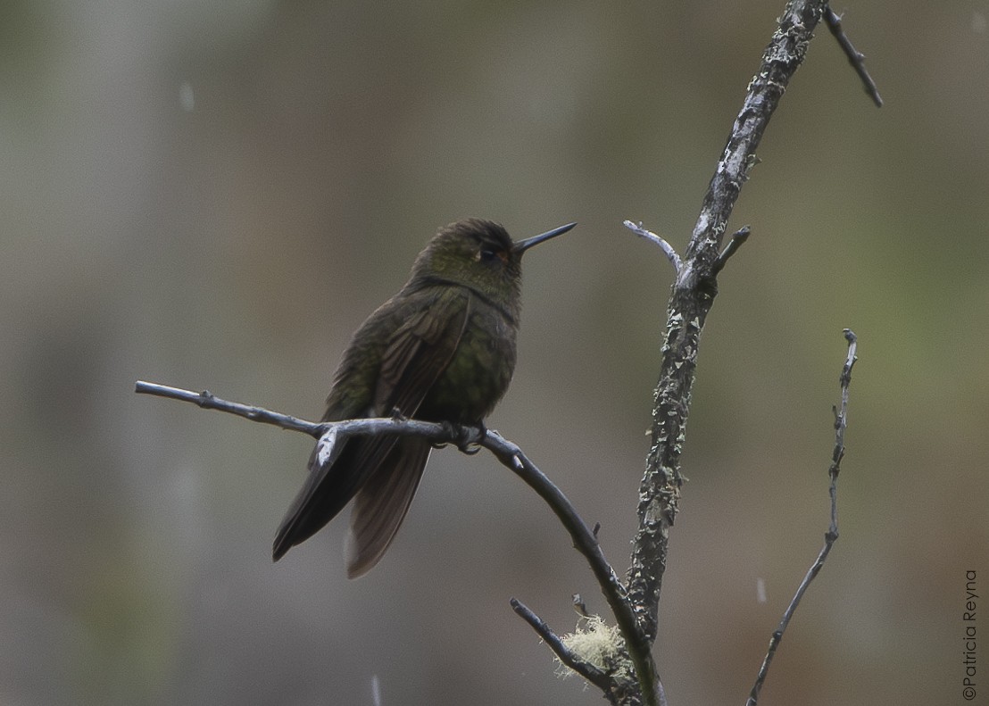Fire-throated Metaltail - ML643867191