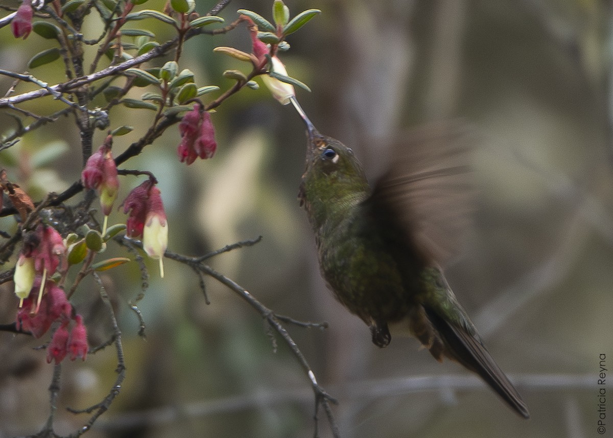 Fire-throated Metaltail - ML643867192