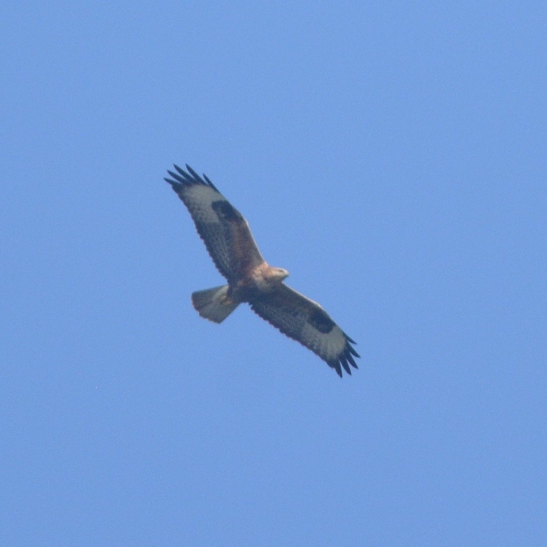 Long-legged Buzzard - ML643867195