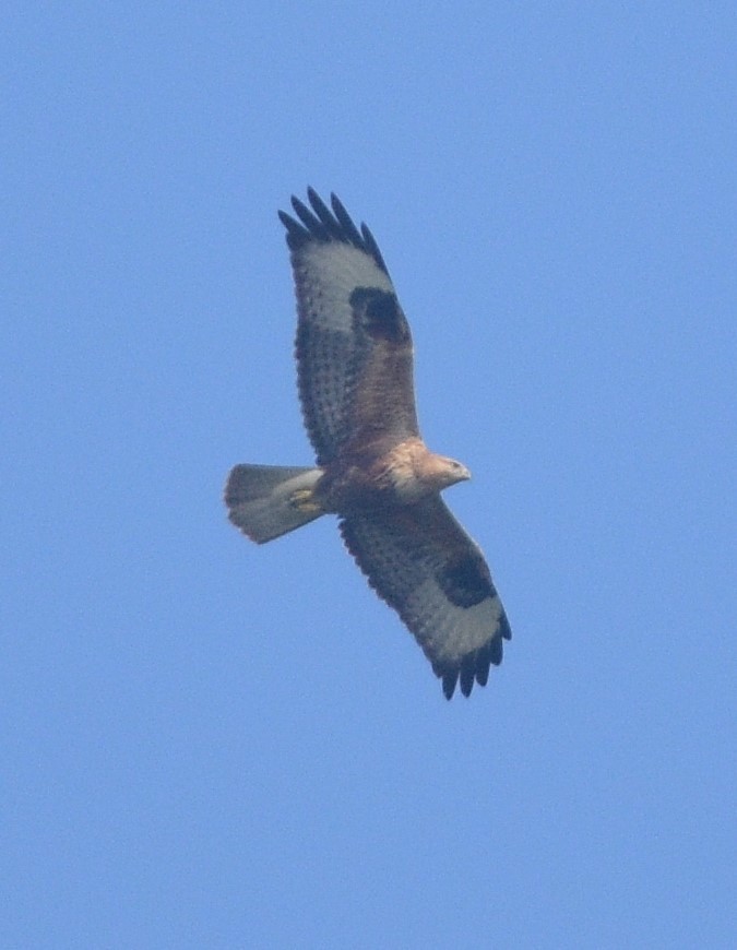 Long-legged Buzzard - ML643867196