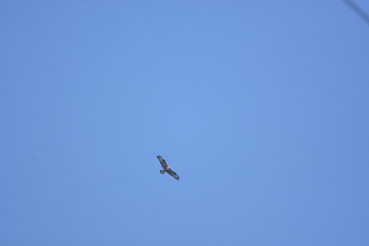 Long-legged Buzzard - ML643867197