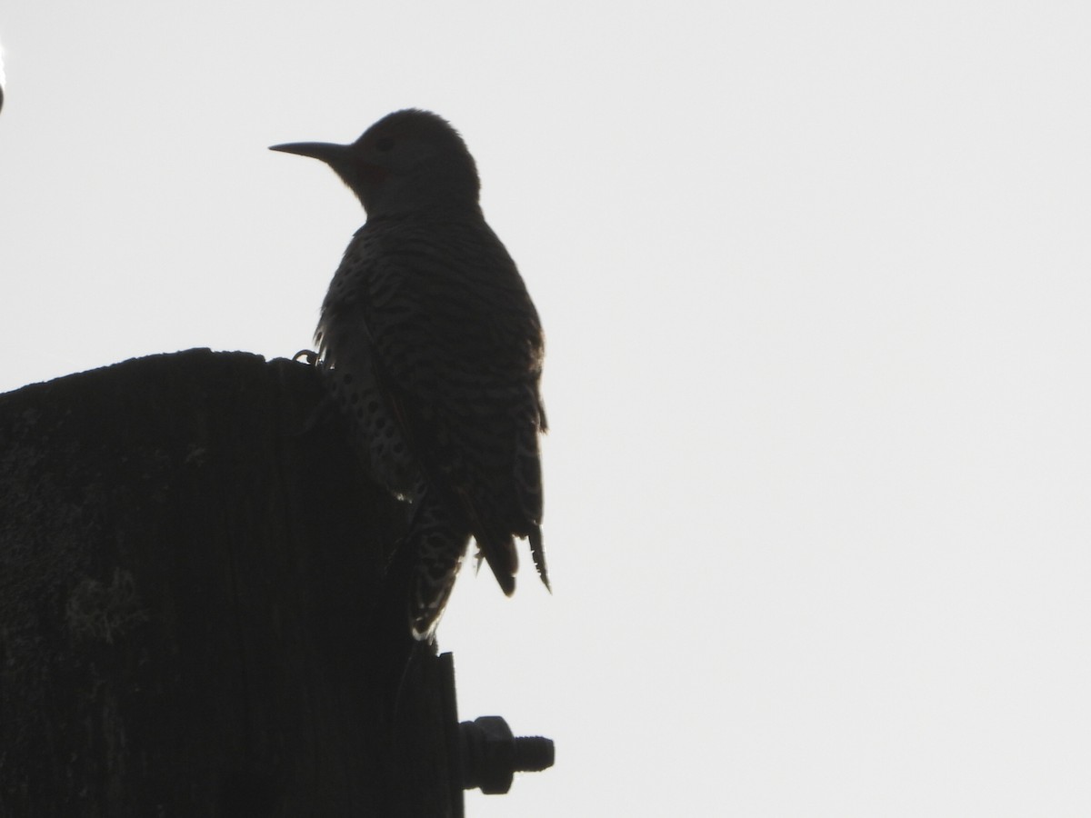 Northern Flicker - ML643867200
