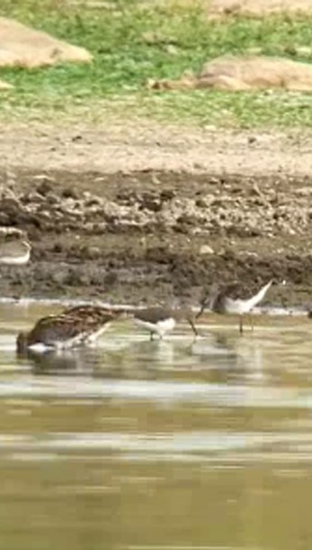 gulbeinsnipe - ML643867210