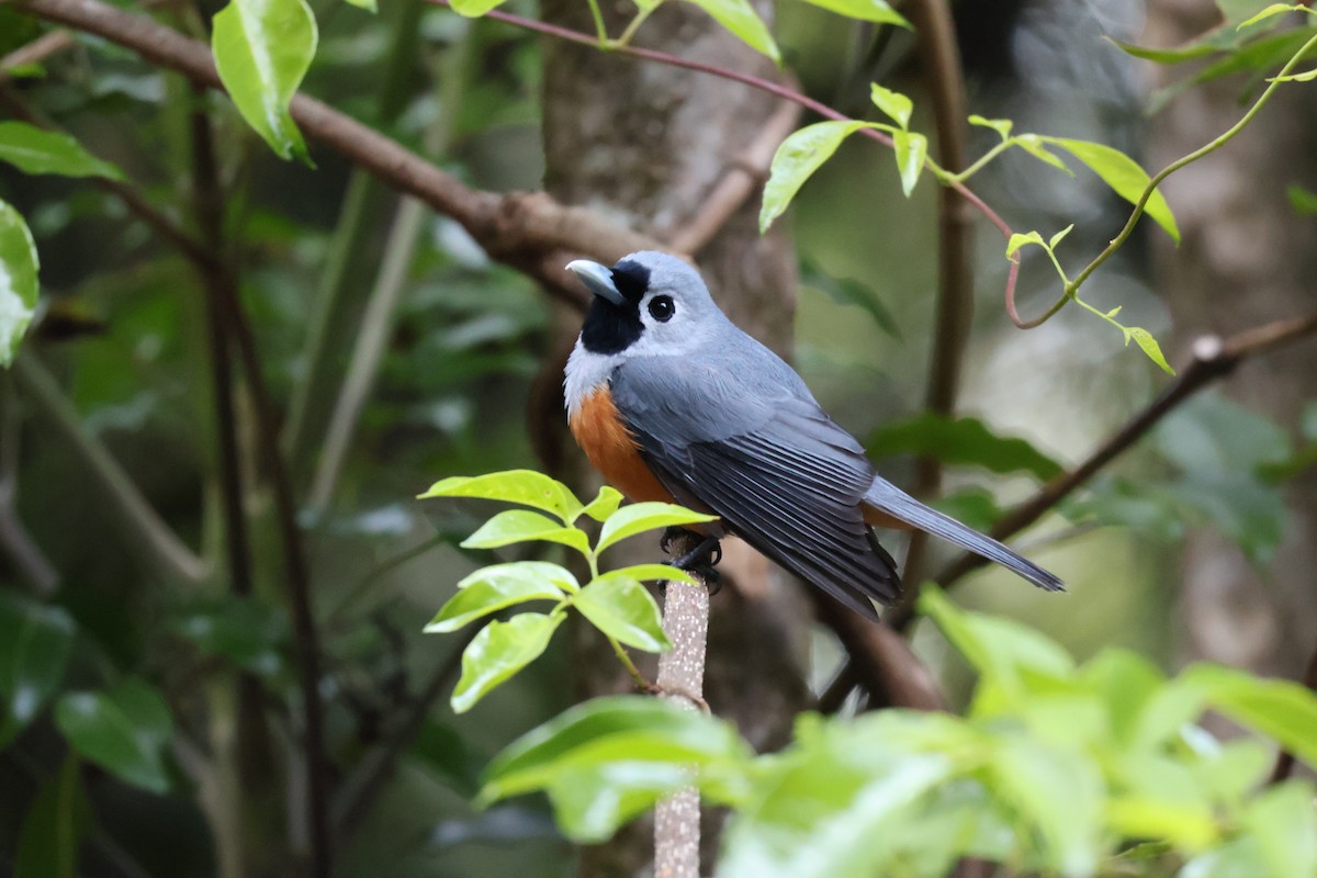 Black-faced Monarch - ML643867222