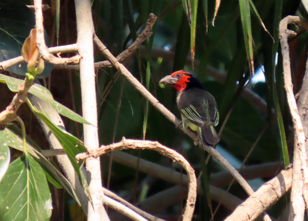 Black-collared Barbet - ML643867226