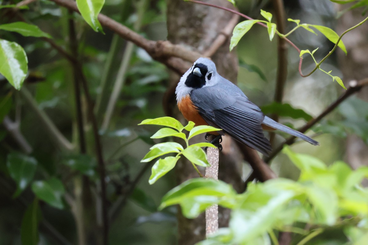 Black-faced Monarch - ML643867227