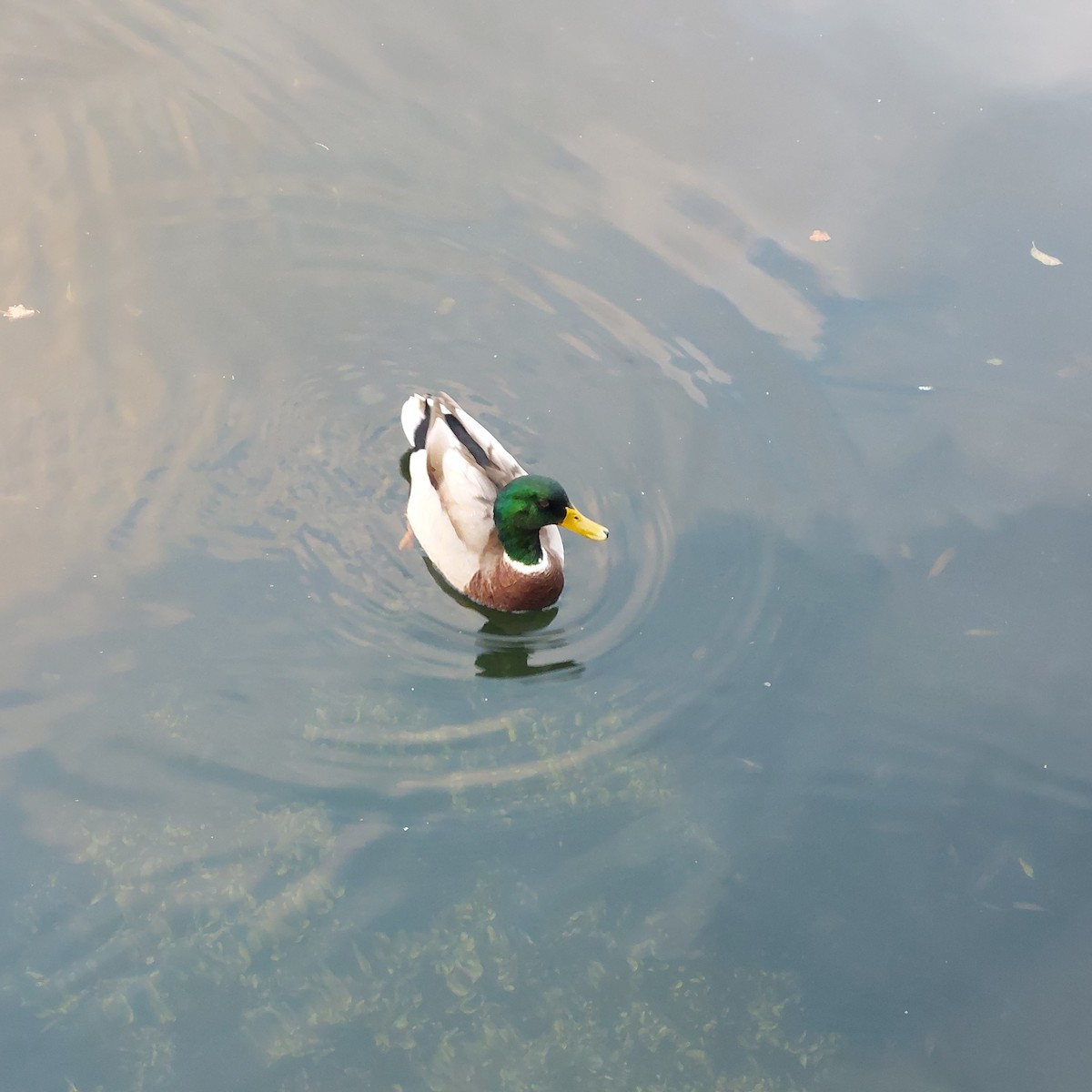 Mallard - ML643867241