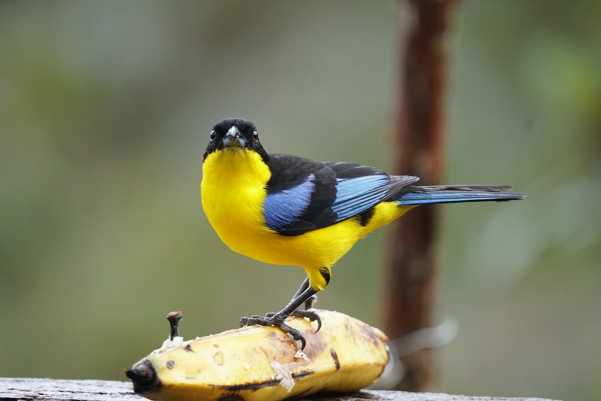 Blue-winged Mountain Tanager - ML643867246